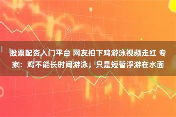 股票配资入门平台 网友拍下鸡游泳视频走红 专家：鸡不能长时间游泳，只是短暂浮游在水面